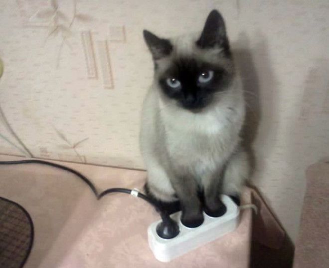 Кошка перфекционист